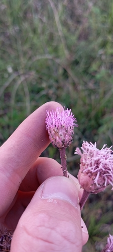 Foto de Pomponzinho