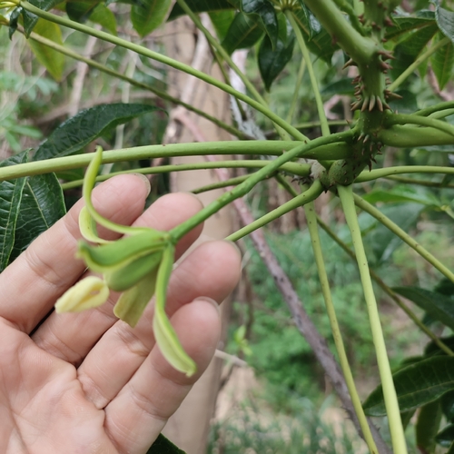 Foto de Mamãozinho-do-mato
