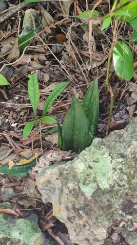 Foto de Orquídea-tigre