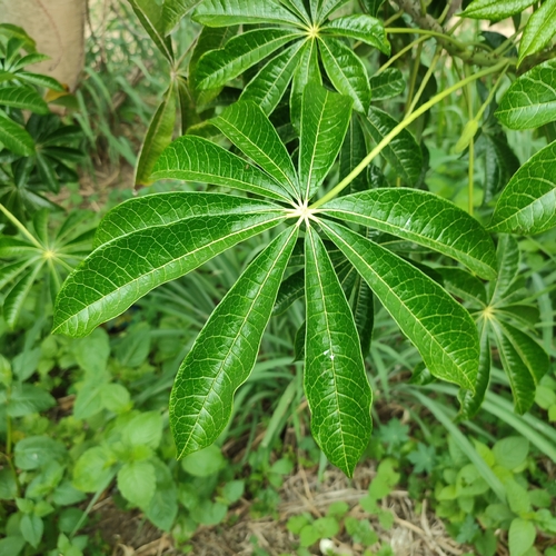 Foto de Mamãozinho-do-mato