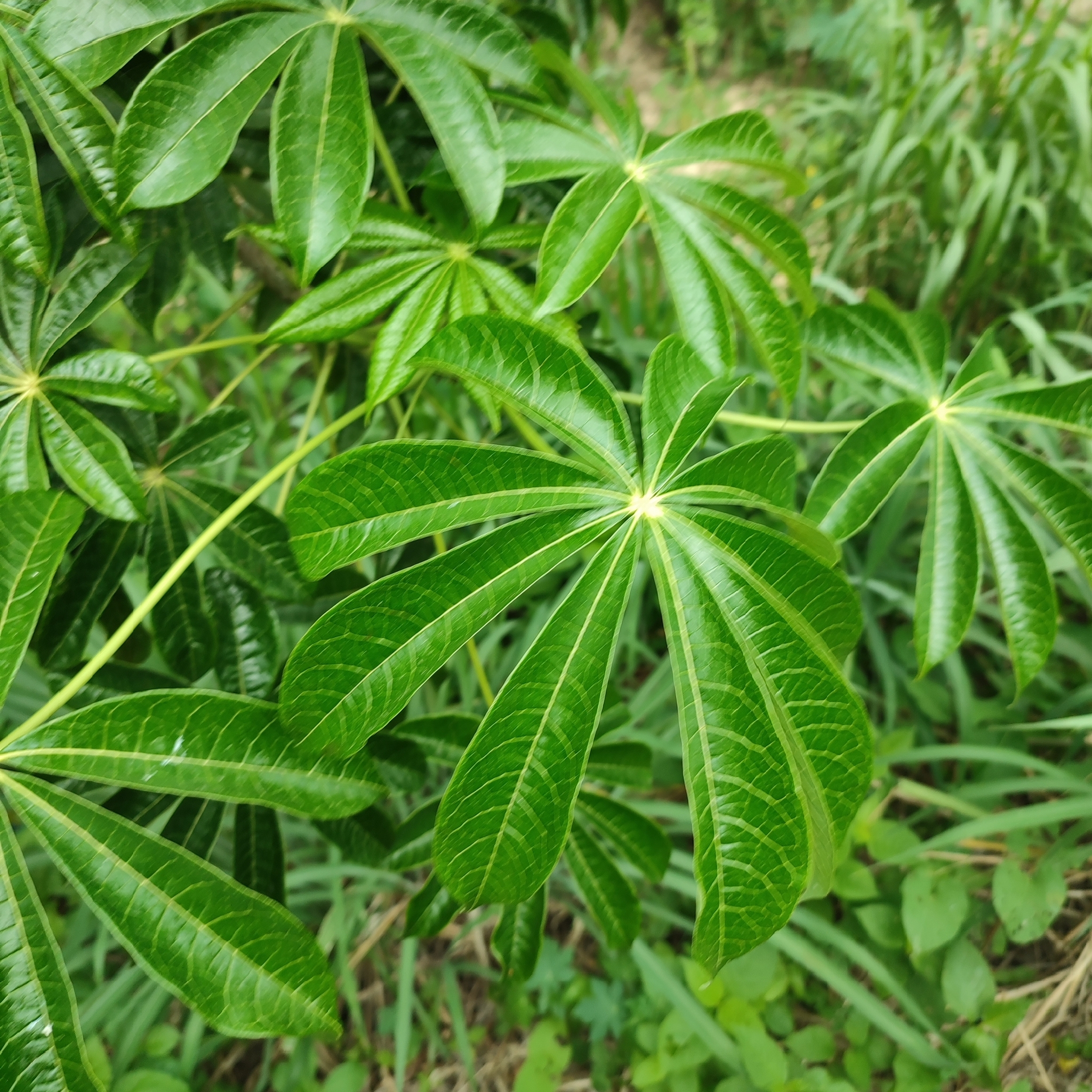 Imagem de Mamãozinho-do-mato