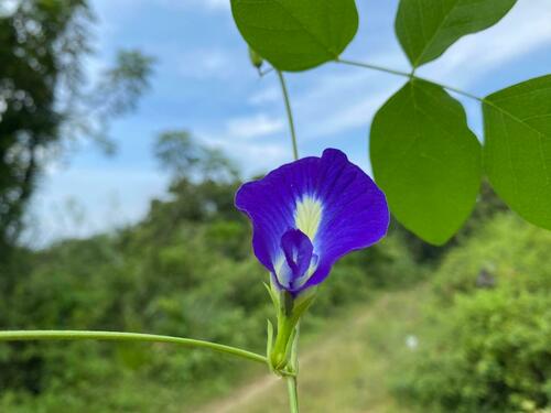 Clitoria ternatea