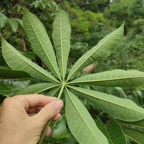 Foto de Mamãozinho-do-mato