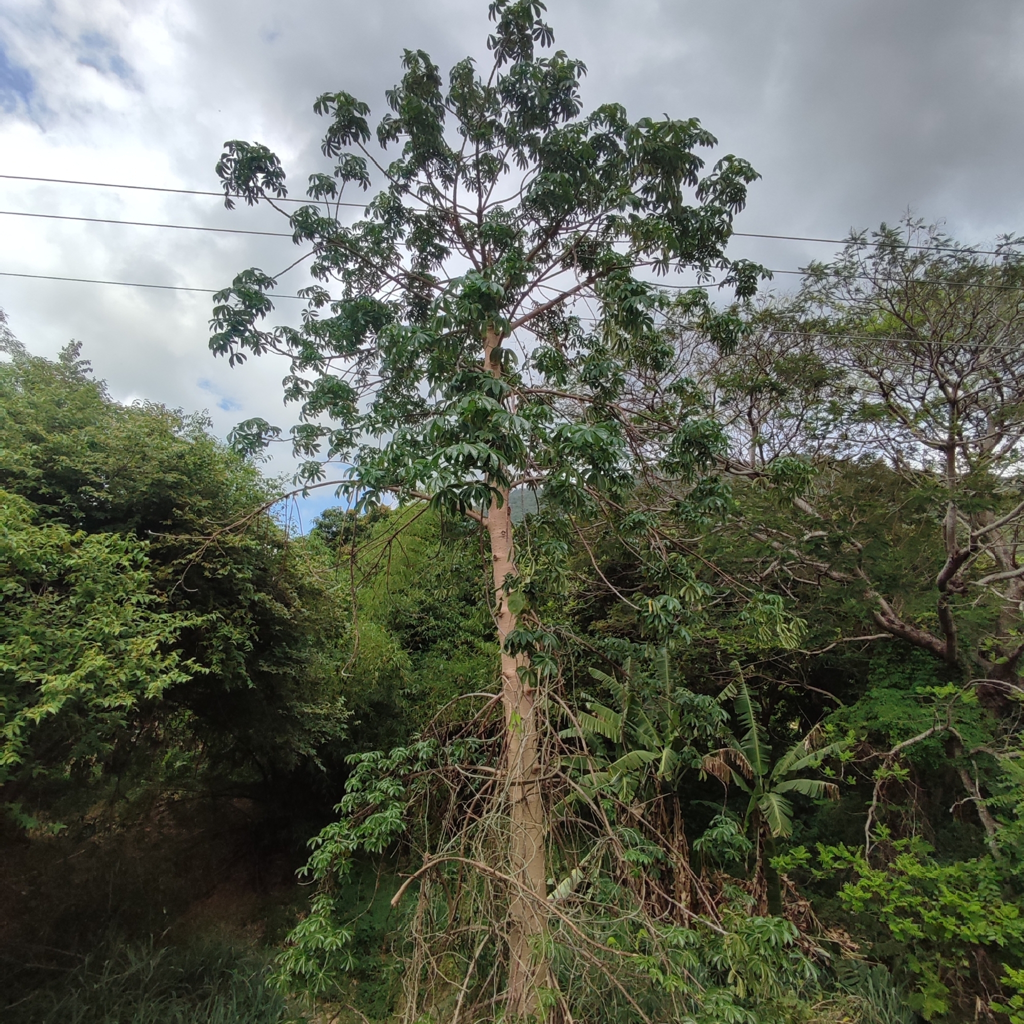 Imagem de Mamãozinho-do-mato