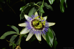 Blaue Passionsblume (Passiflora caerulea): Herkunft und Verwendung — Foto 2