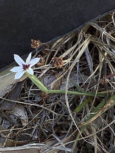 Foto de Puxirum