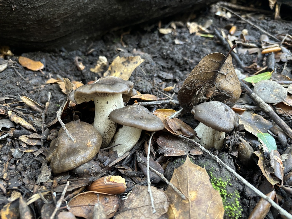 Bleachy Bleachy Entoloma from Hidden Lakes Park, Martinez, CA, US on January 2 ...