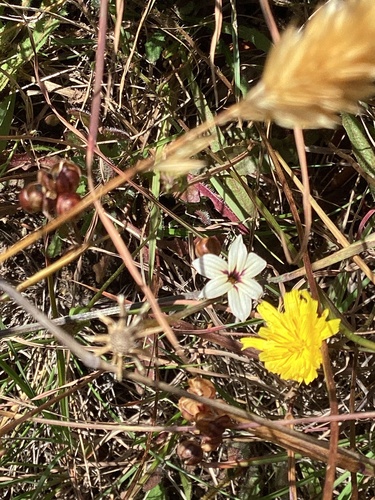 Foto de Puxirum