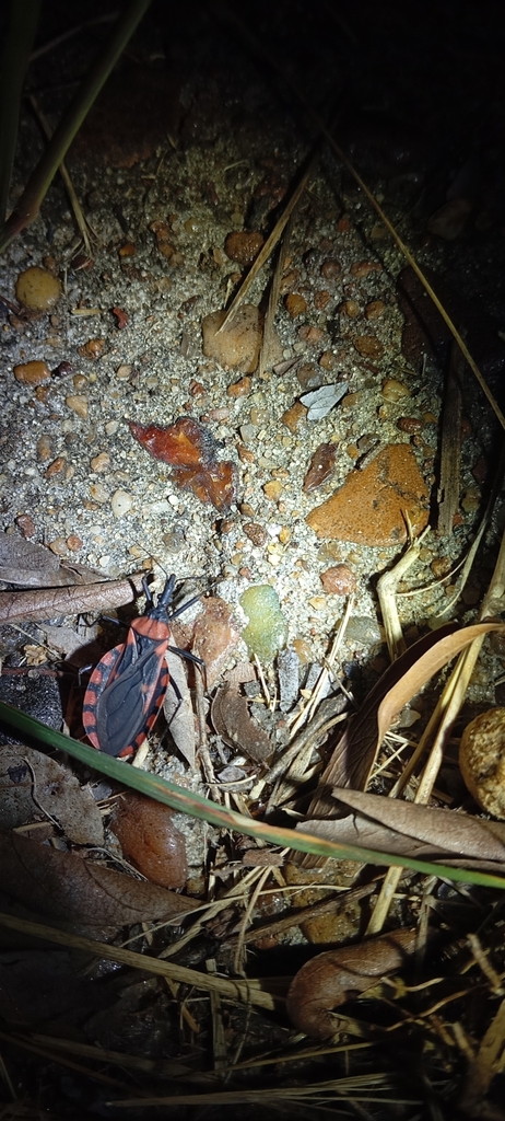 Triatoma rubrovaria