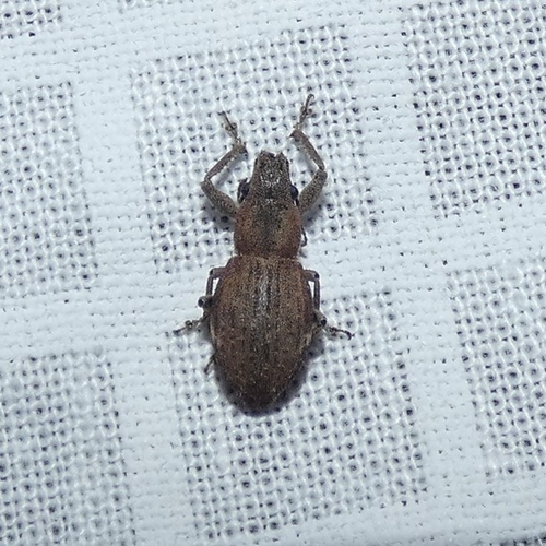 Fuller's rose weevil photo 3