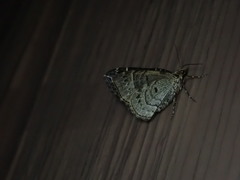 Ecliptopera silaceata albolineata