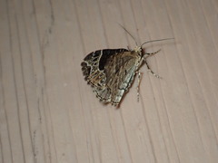 Ecliptopera silaceata albolineata