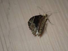 Ecliptopera silaceata albolineata