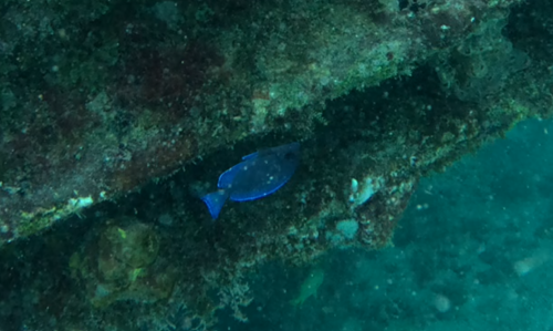 Atlantic Blue Tang