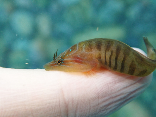 Shore clingfish (Lepadogaster lepadogaster) — Gobiesocidae — 2