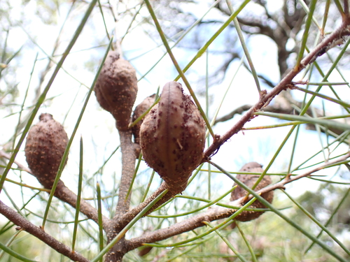 Image of Hakea actites by (c) Alesha Teitzel, some rights reserved (CC BY)
