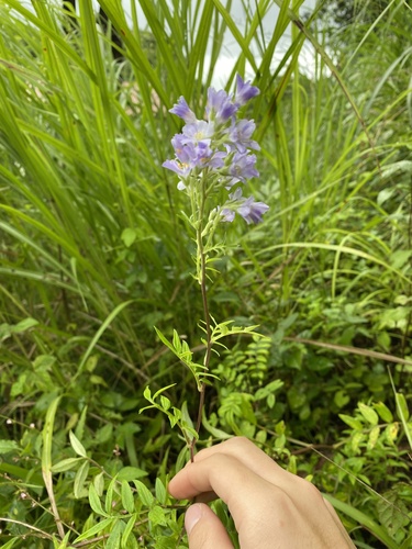 Hanashinobu (Polemonium kiushianum)