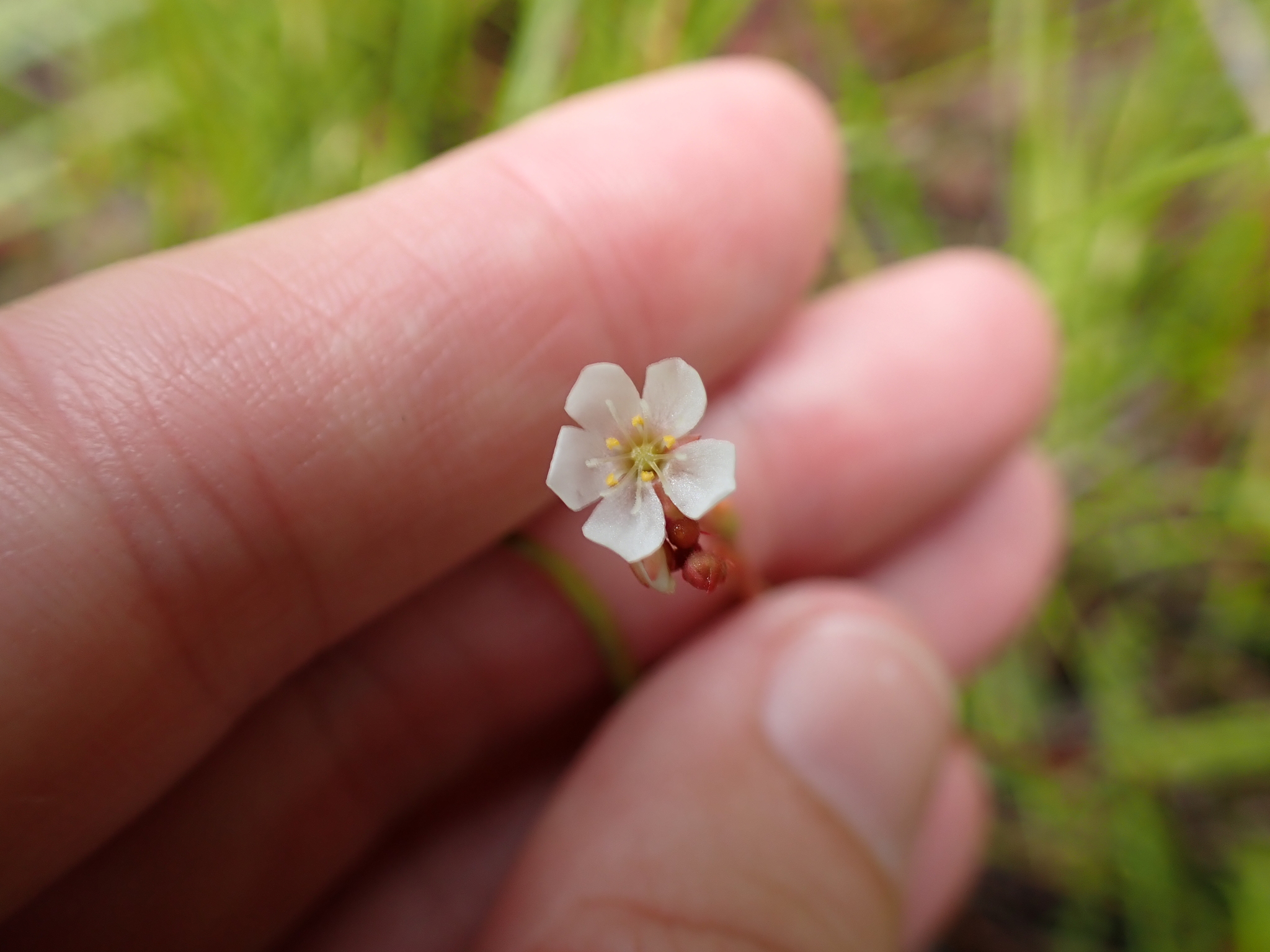 Imagem de Drosera espatulada