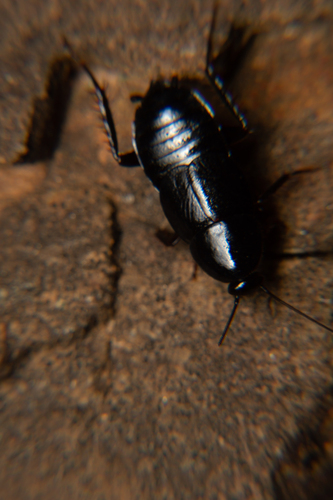 Moluchia brevipennis