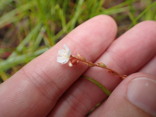 Foto de Drosera espatulada