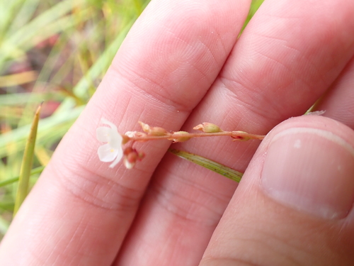 Foto de Drosera espatulada