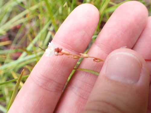 Foto de Drosera espatulada