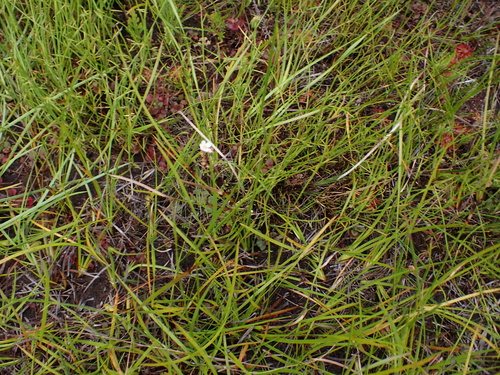 Foto de Drosera espatulada