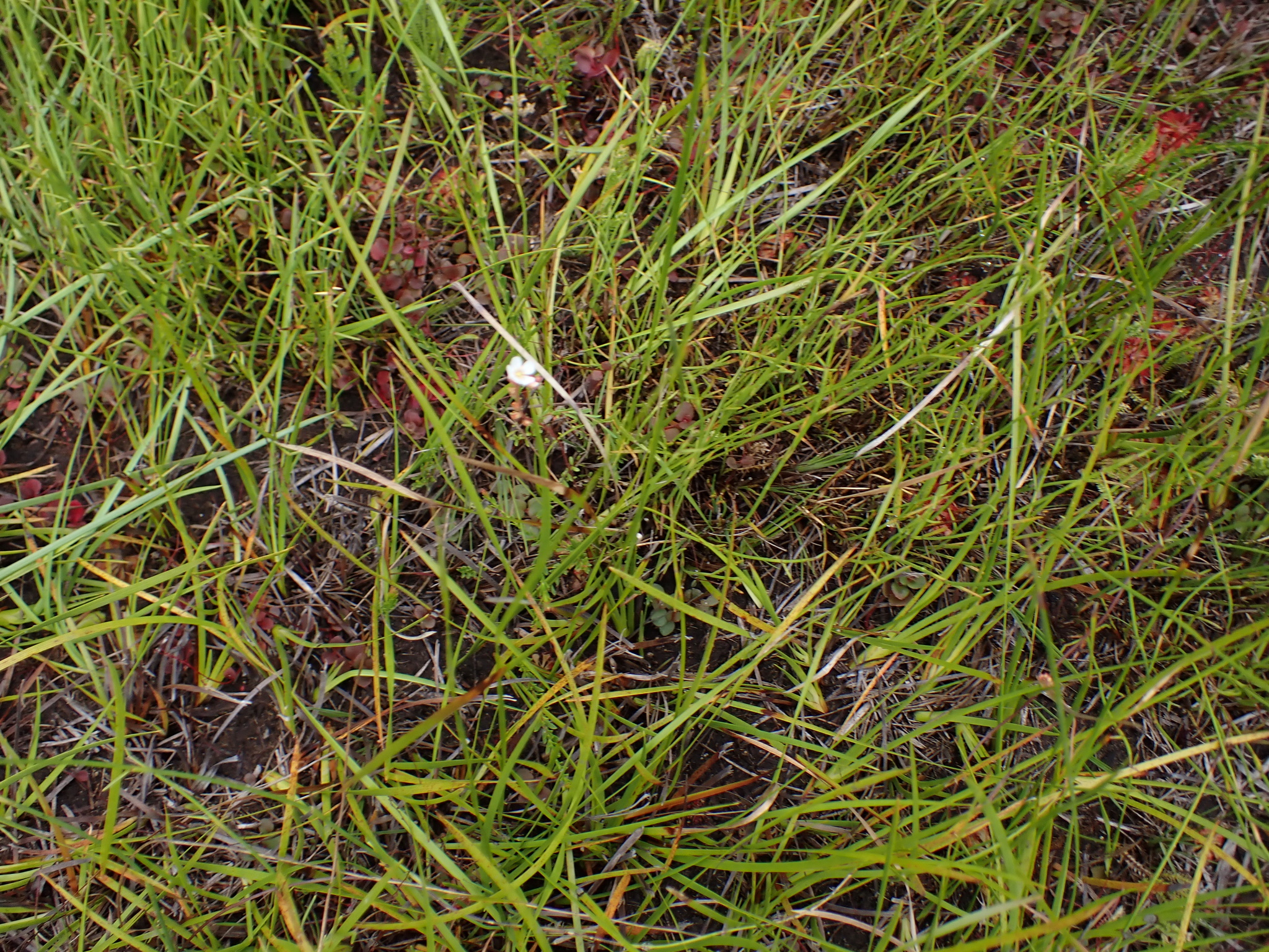 Imagem de Drosera espatulada