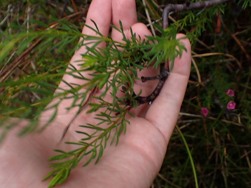 Image of Boronia falcifolia by (c) Alesha Teitzel, some rights reserved (CC BY)