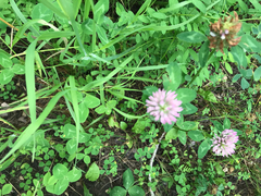 Trifolium pratense