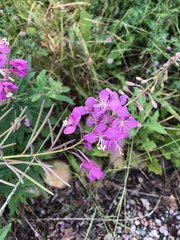 Chamaenerion angustifolium