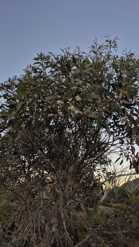 Foto de Eucalipto-branco