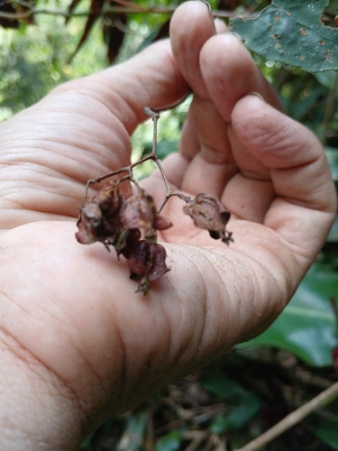 Foto de Begônia