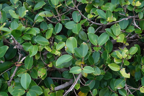 Foto de Figueira asiática ou Figueira lacerdinha