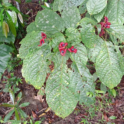 Clerodendrum minahassae observed 2024-12-07
