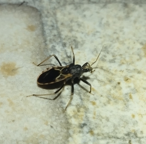 Pseudopothea paulai
