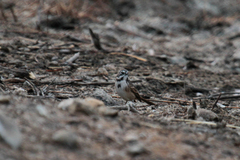 Artemisiospiza belli