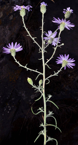 Dieteria canescens var. incana