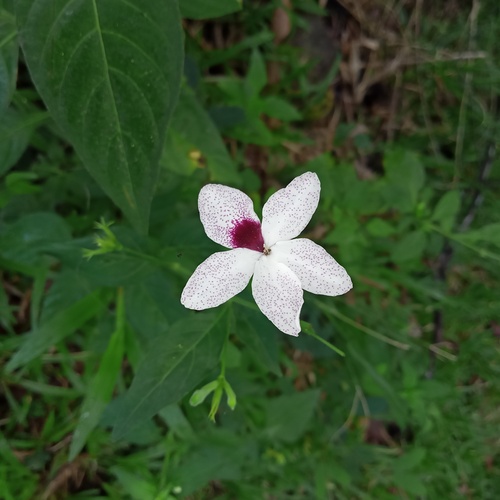 Pseuderanthemum bicolor observed 2024-12-07