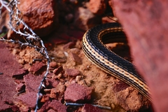 Masticophis taeniatus taeniatus