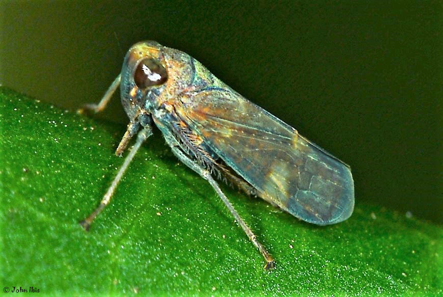 Olidiana perculta