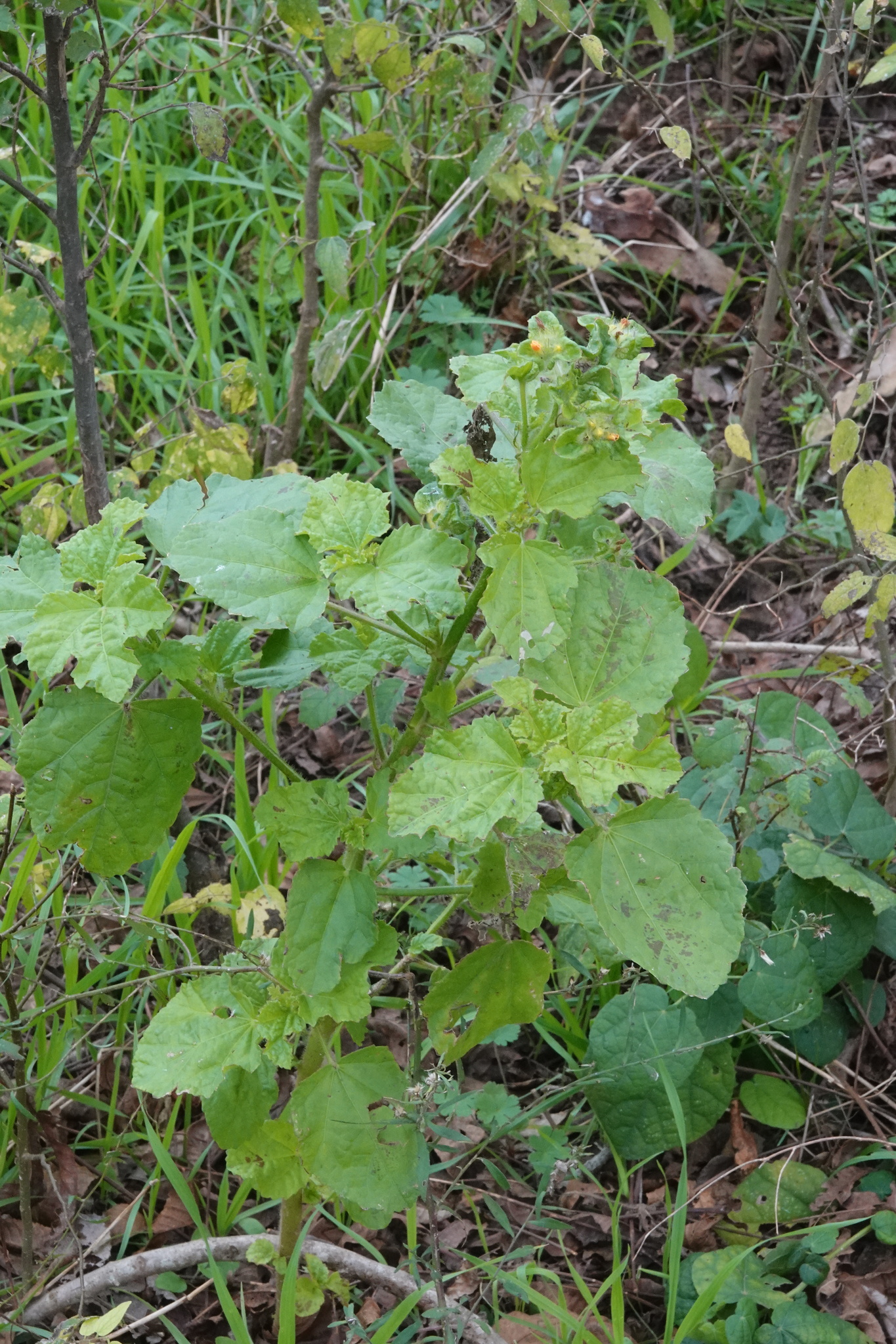 Imagem de Malva-branca