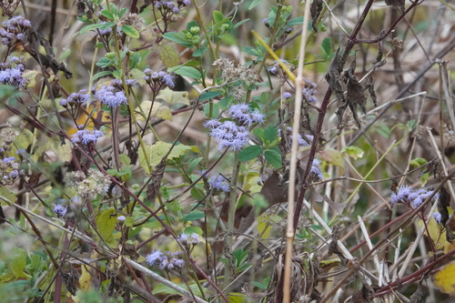Foto de Mistflower