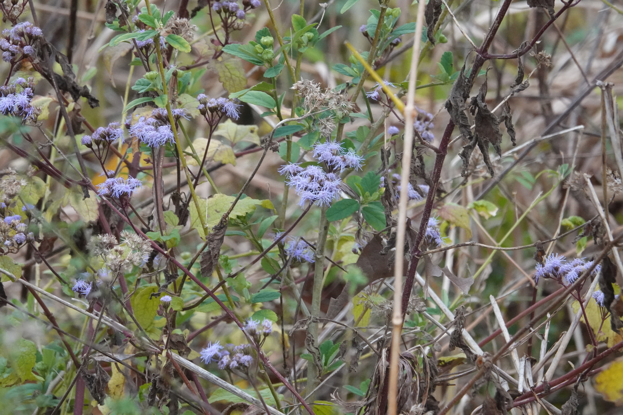 Imagem de Mistflower