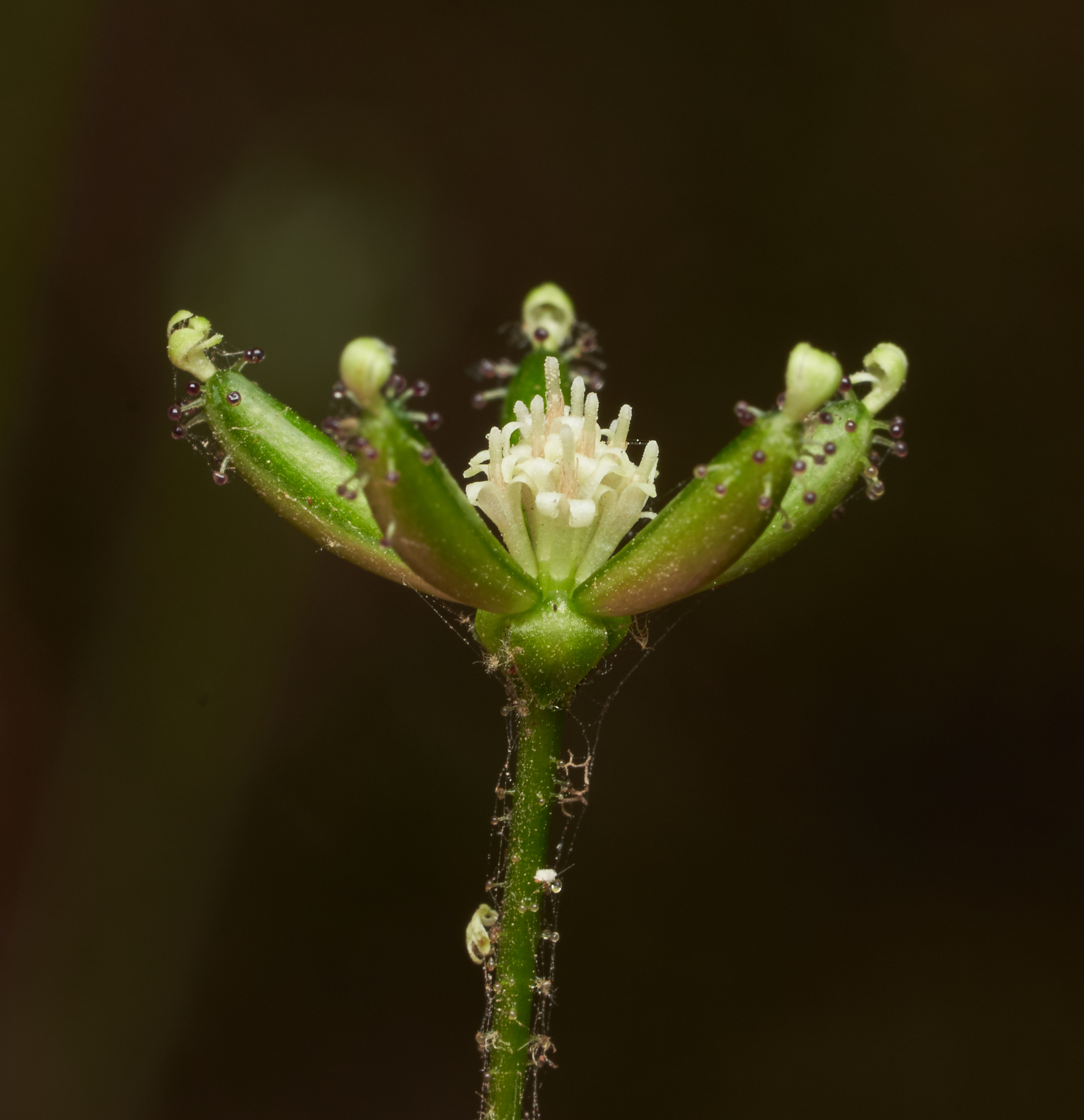Adenocaulon