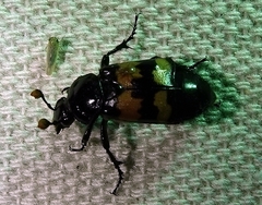 Nicrophorus marginatus