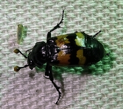 Nicrophorus marginatus