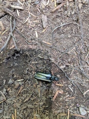 Stenocorus flavolineatus