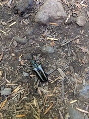 Stenocorus flavolineatus