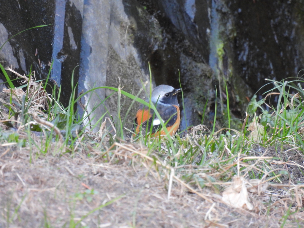 ジョウビタキのオス